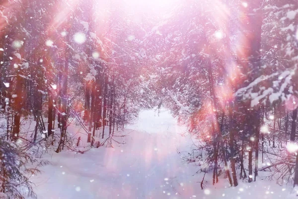 Winterliche Waldlandschaft Hohe Bäume Unter Einer Schneedecke Frosttag Januar Park — Stockfoto