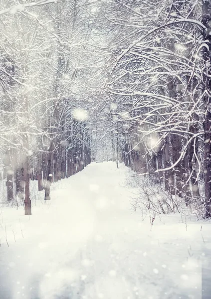 Winterbos Landschap Hoge Bomen Onder Sneeuw Januari Ijzige Dag Park — Stockfoto