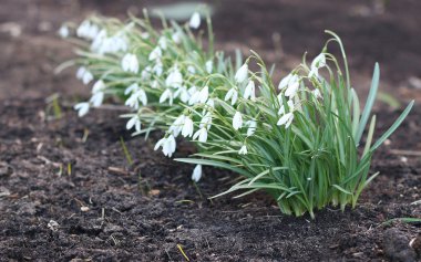 İlk kardelen çiçekler yerdeki beyaz