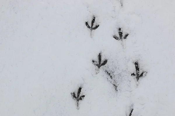 Rastros de aves en la nieve — Foto de Stock