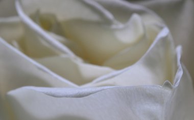 Kar-beyaz gül yaprağı makro