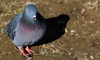 Güvercin yere düştü.