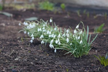 İlk kardelen çiçekler yerdeki beyaz