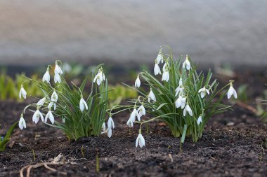 İlk kardelen çiçekler yerdeki beyaz