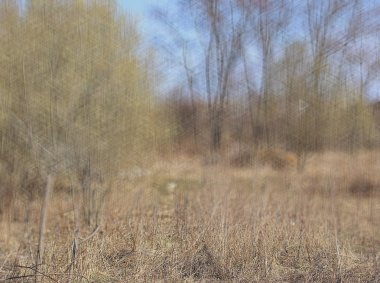 arka plan kavramı bahar tomurcukları yeşil ağaçların