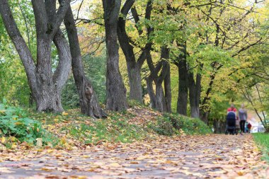 Park sokak ağaçların yaprakları