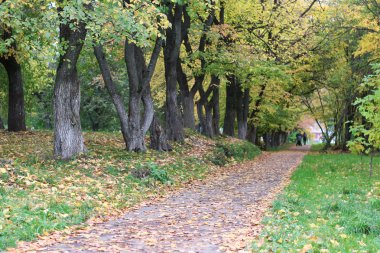 Park sokak ağaçların yaprakları