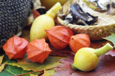 Hala kalan yaprakları kabak