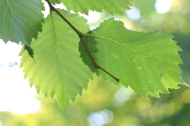 Sonbahar masaüstü öğrenci
