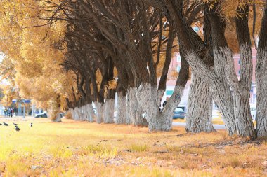 Park sokak ağaçları perspektif