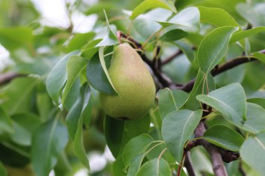 Hasat armut ağaç üzerinde