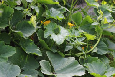 Toprakta büyüyen balkabağı