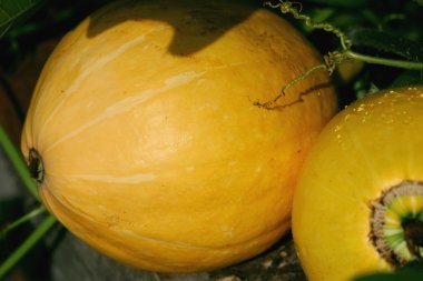 toprakta büyüyen squash