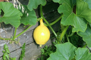 Toprakta büyüyen balkabağı