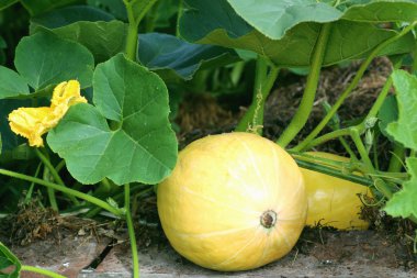 Toprakta büyüyen balkabağı