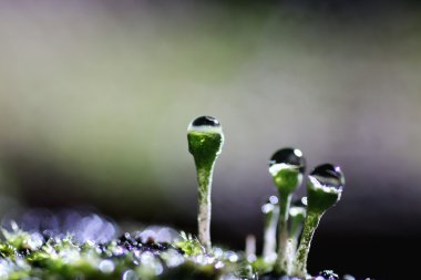 dewdrop lichen moss summer