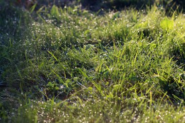 çim doku çiçek arka plan üzerinde çiy