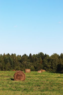 Yazın arpa tarlası