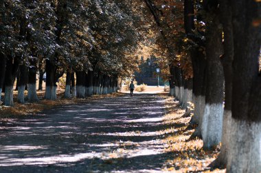 Park sokak ağaçları yol