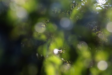 arka plan bulanıklık parlak yeşil