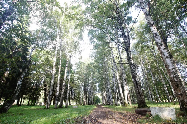 Ferforje Bank — Stok fotoğraf