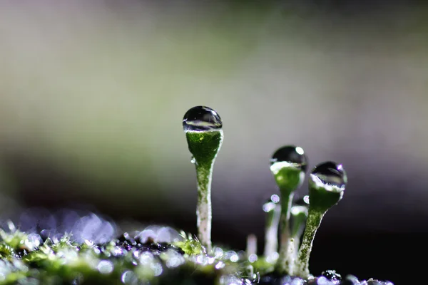 Verão musgo líquen gota de orvalho — Fotografia de Stock