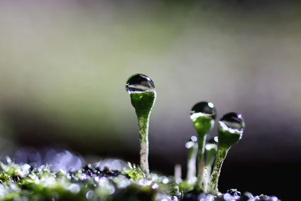 Verão musgo líquen gota de orvalho — Fotografia de Stock