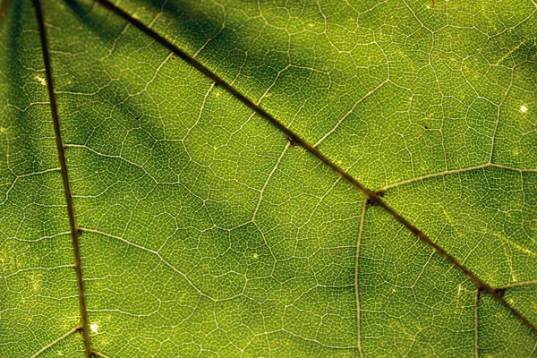 Árvore textura macro folha — Fotografia de Stock