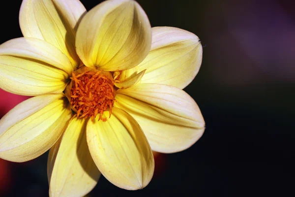 Flor amarela fechar — Fotografia de Stock