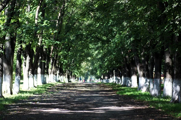 Park alley trees road — Stock Photo, Image