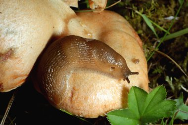 Slug tarihinde mantarlar