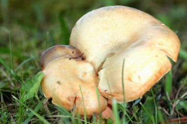 Slug tarihinde mantarlar