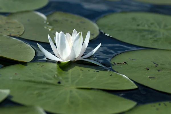 Bílá lilie na vodě — Stock fotografie
