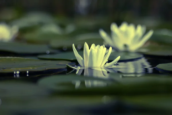 Белая лилия на воде — стоковое фото