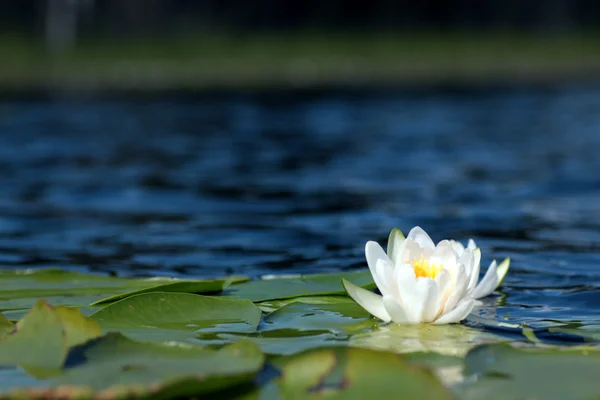 White lily on water