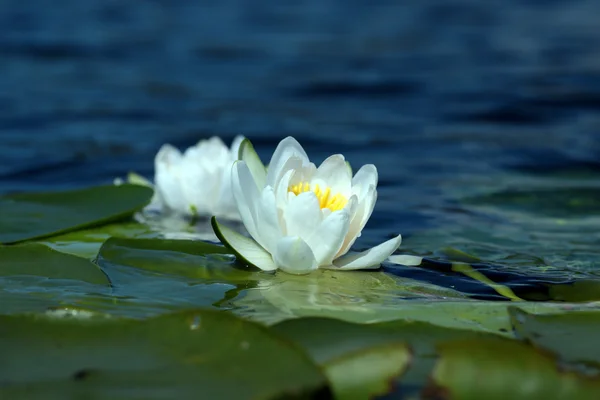 Giglio bianco sull'acqua — Foto Stock