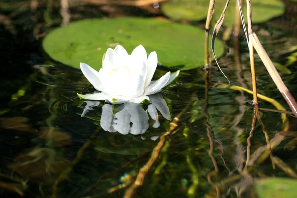 Lírio branco na água — Fotografia de Stock