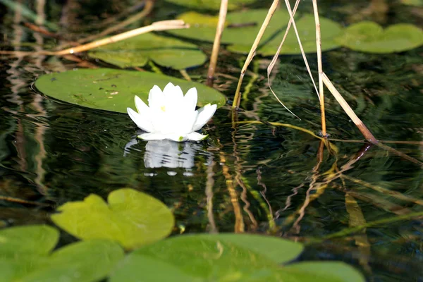 Lirio blanco en el agua — Foto de Stock