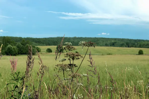 Summer landscape field — Stock Photo, Image