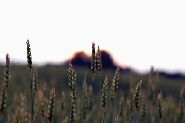 Field of rye spikelets — Stock Photo, Image