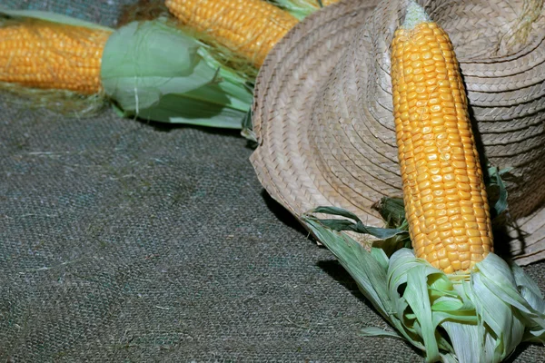 Mazorca de maíz sombrero naturaleza — Foto de Stock