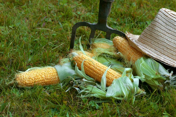 Espiga de milho chapéu natureza — Fotografia de Stock