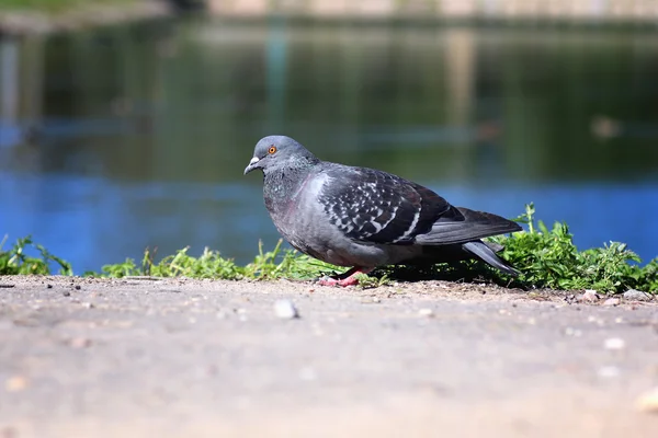 Palomas en la plaza — Foto de Stock