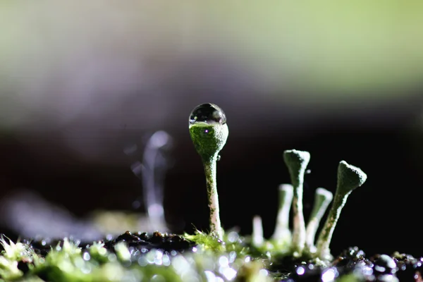Moss liken çiğ damlasına — Stok fotoğraf