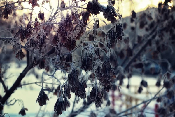 Mráz na stromy v zimě — Stock fotografie