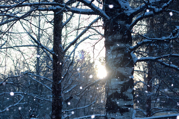 жареные листья солнца
