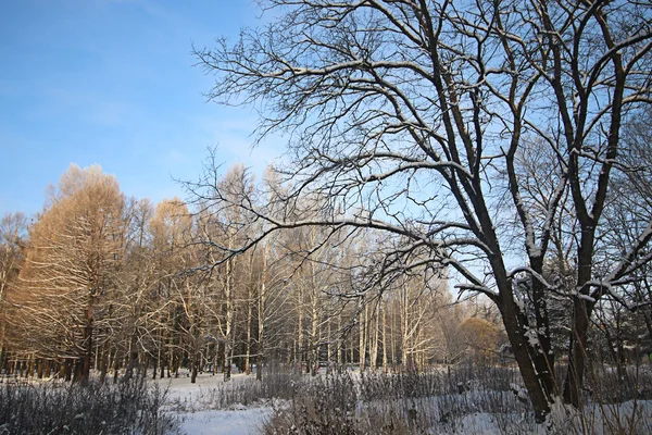 Vinter snö park skog — Stockfoto