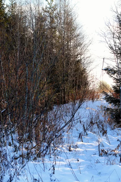 Arbre d'hiver dans un champ — Photo