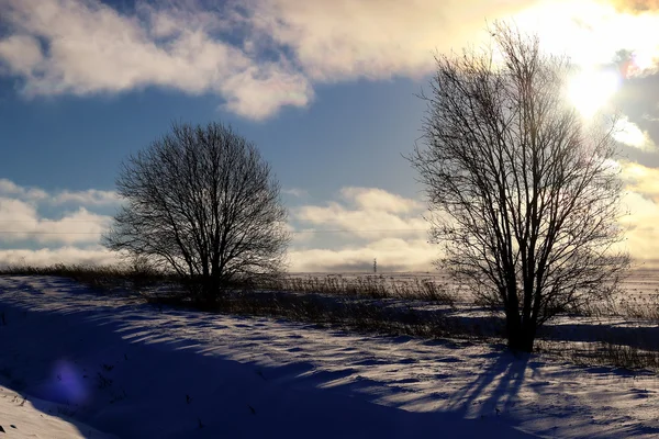 Bir tarlada kış ağacı — Stok fotoğraf