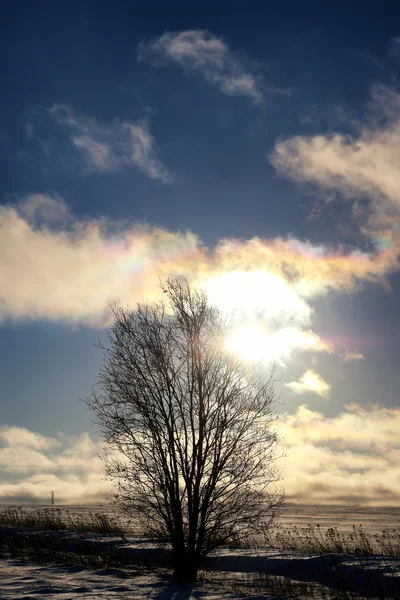 Winterbaum auf einem Feld — Stockfoto